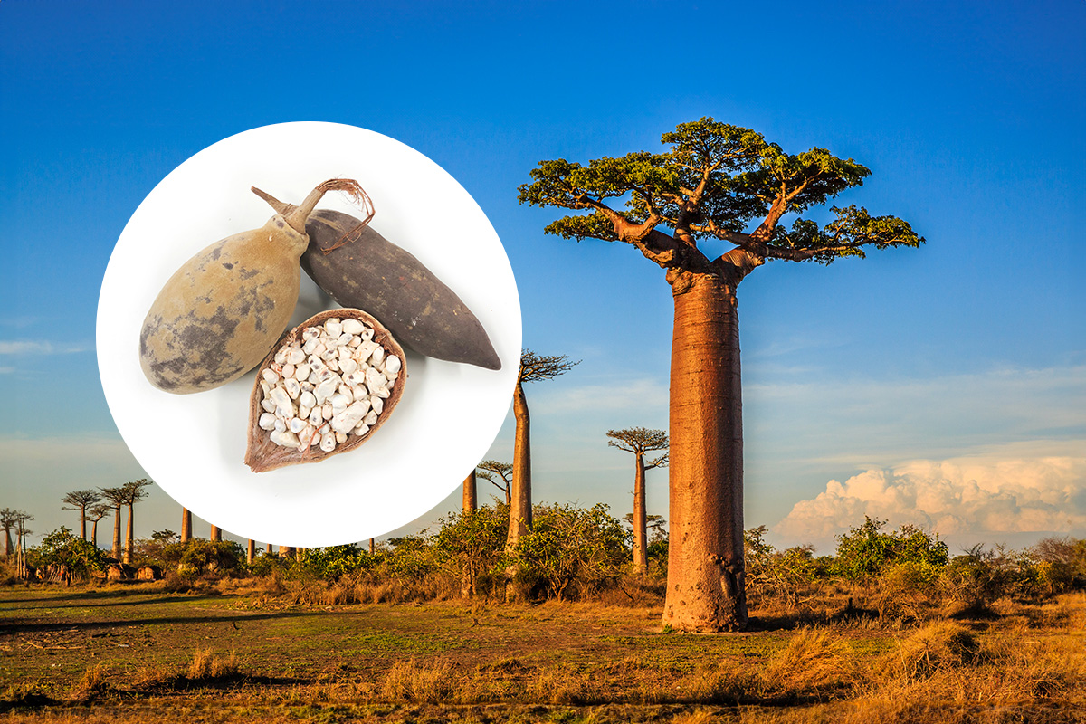 IQF Baobab and Its Extraordinary Health Advantages for Food Business Owners